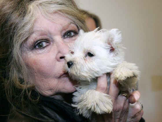 animaux propriétaires décédés