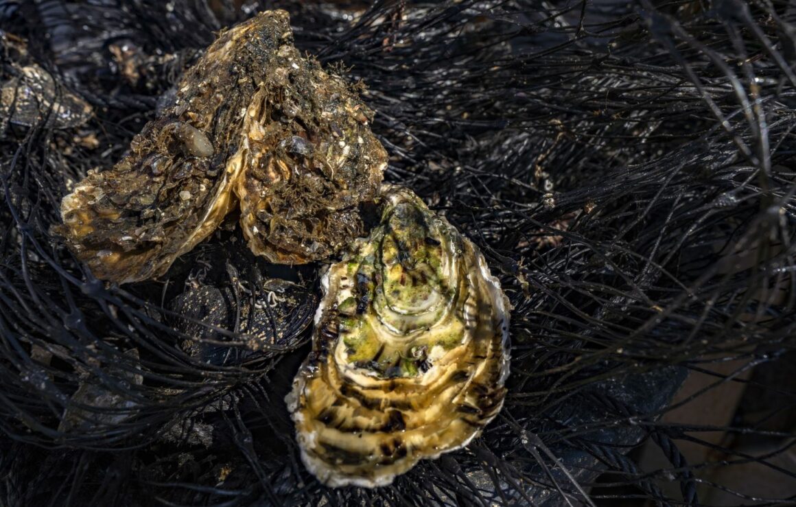 coquillages étang de Thau