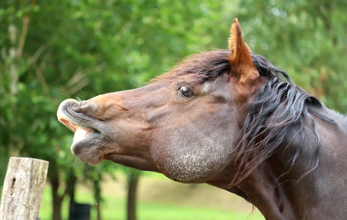 communication des chevaux