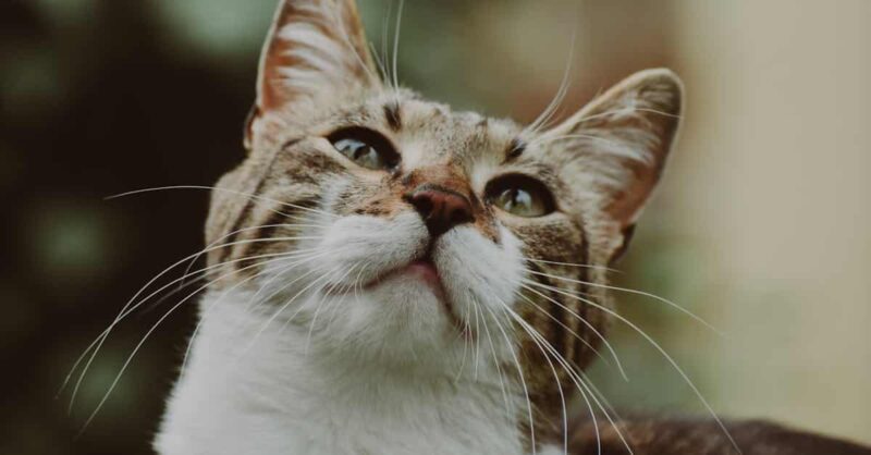 Assurance pour chat : offrez à votre félin la protection qu'il mérite. Découvrez les avantages d'une couverture adaptée et prenez soin de lui dès aujourd'hui.