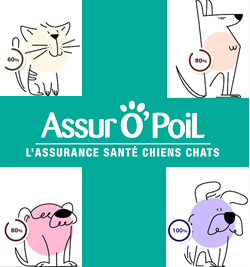 Mutuelle santé pour animaux : offrez à votre compagnon la protection qu'il mérite. Découvrez nos solutions adaptées et faites le meilleur choix dès aujourd'hui.