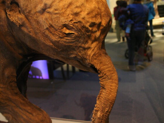 Mamut, cet animal préhistorique fascinant, révèle des mystères captivants sur son mode de vie et son habitat. Plongez dans son histoire dès maintenant !