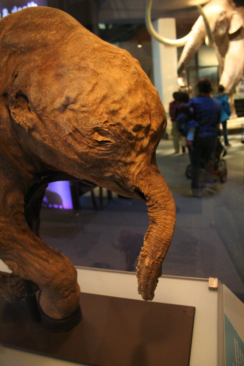 Mamut, cet animal préhistorique fascinant, révèle des mystères captivants sur son mode de vie et son habitat. Plongez dans son histoire dès maintenant !