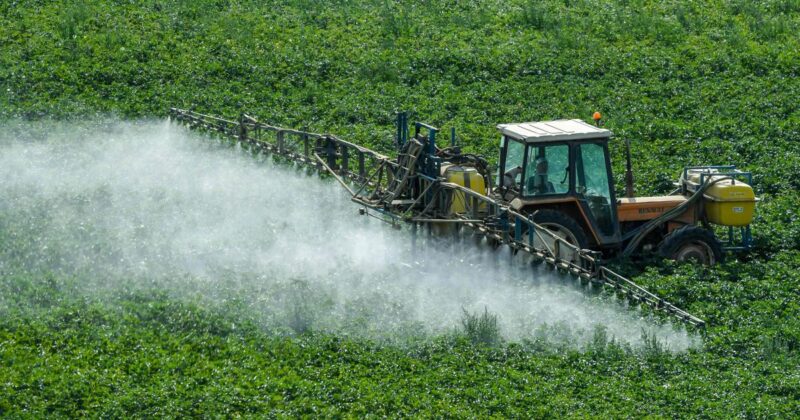 chlorpyrifos vieillissement poissons