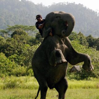 promenades touristiques éléphant