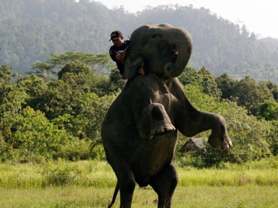 promenades touristiques éléphant