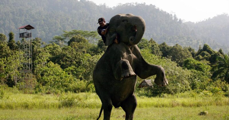 promenades touristiques éléphant