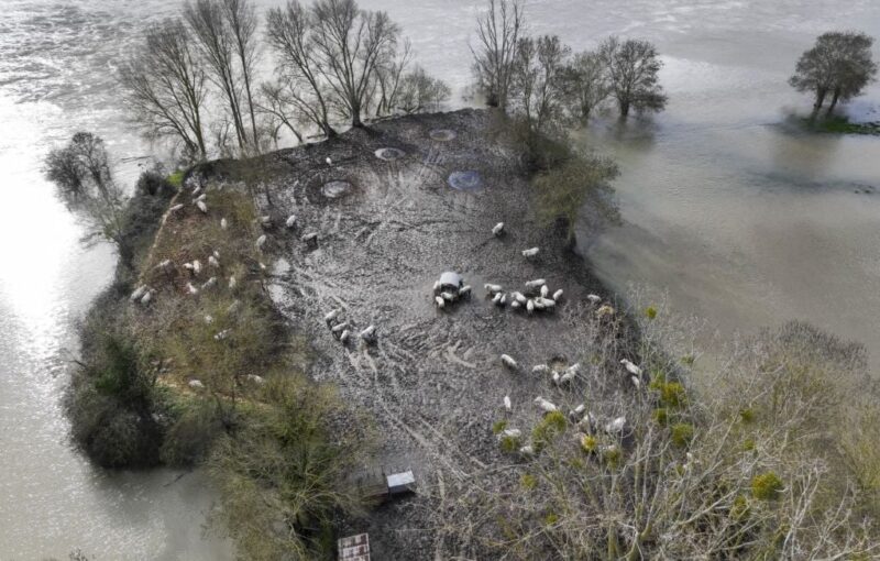 protection animaux inondations