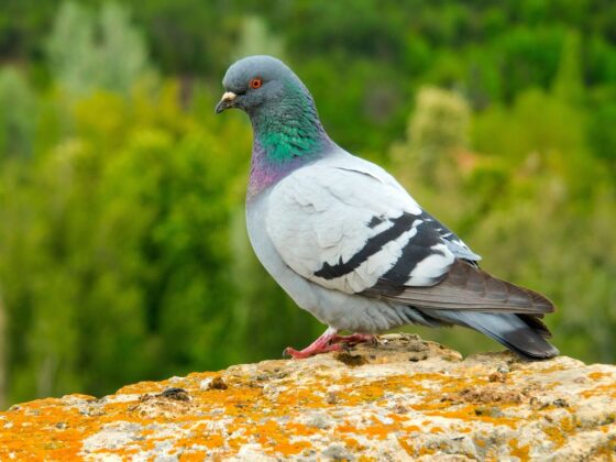 pigeons reconnaissent mots