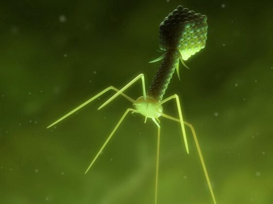 antibiorésistance virus