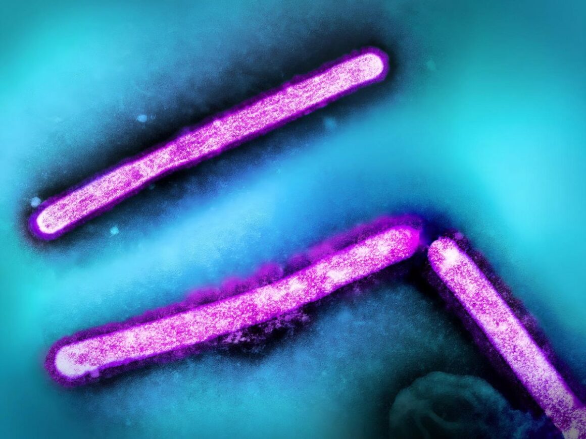 supermicroscope grippe