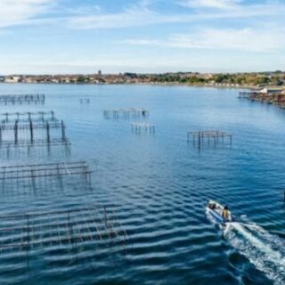 interdiction huîtres moules Thau
