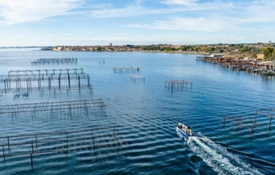 interdiction huîtres moules Thau