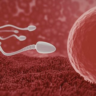 spermatozoïdes été vitesse