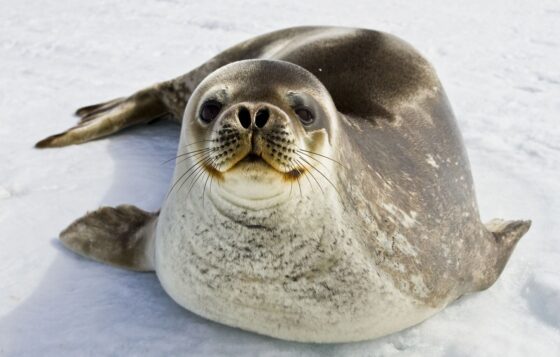 phoque de Weddell