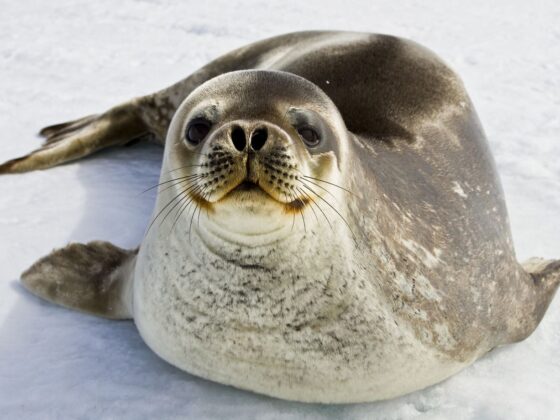 phoque de Weddell