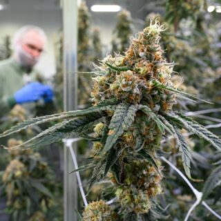 cannabis thérapeutique