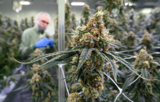 cannabis thérapeutique