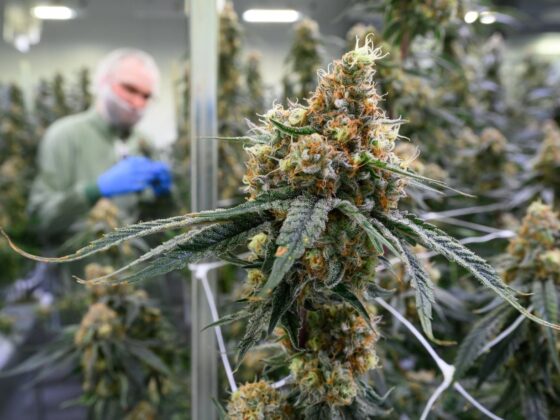 cannabis thérapeutique