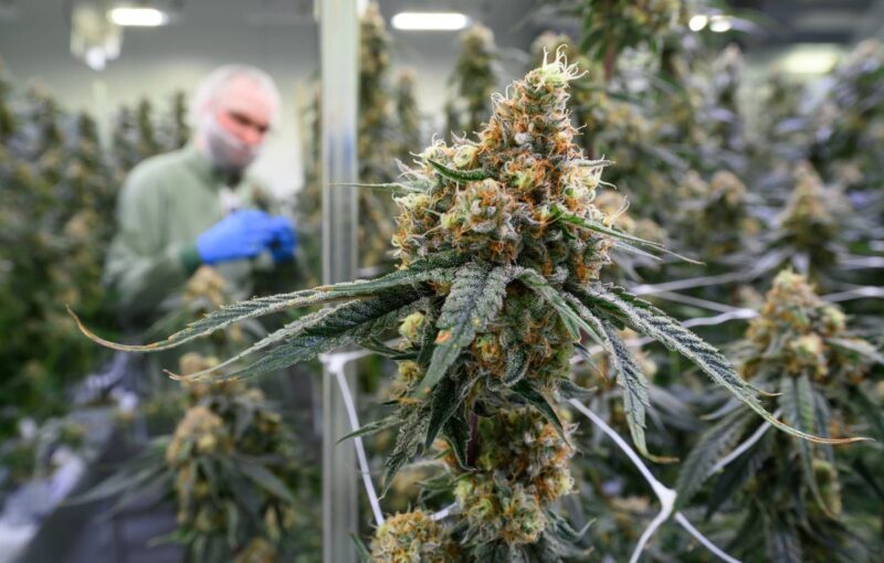 cannabis thérapeutique