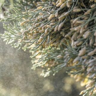 risque pollinique Sud