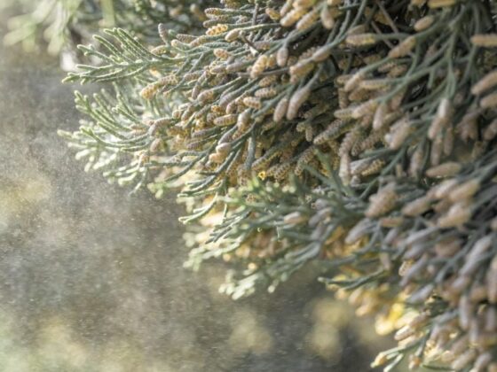 risque pollinique Sud