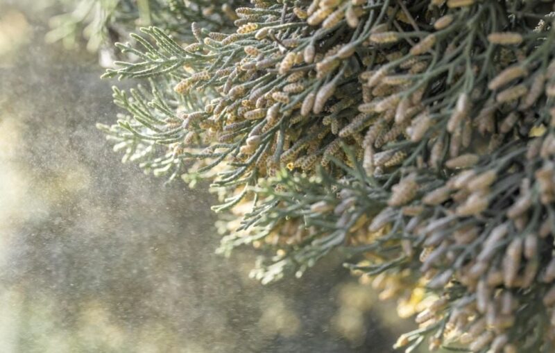 risque pollinique Sud