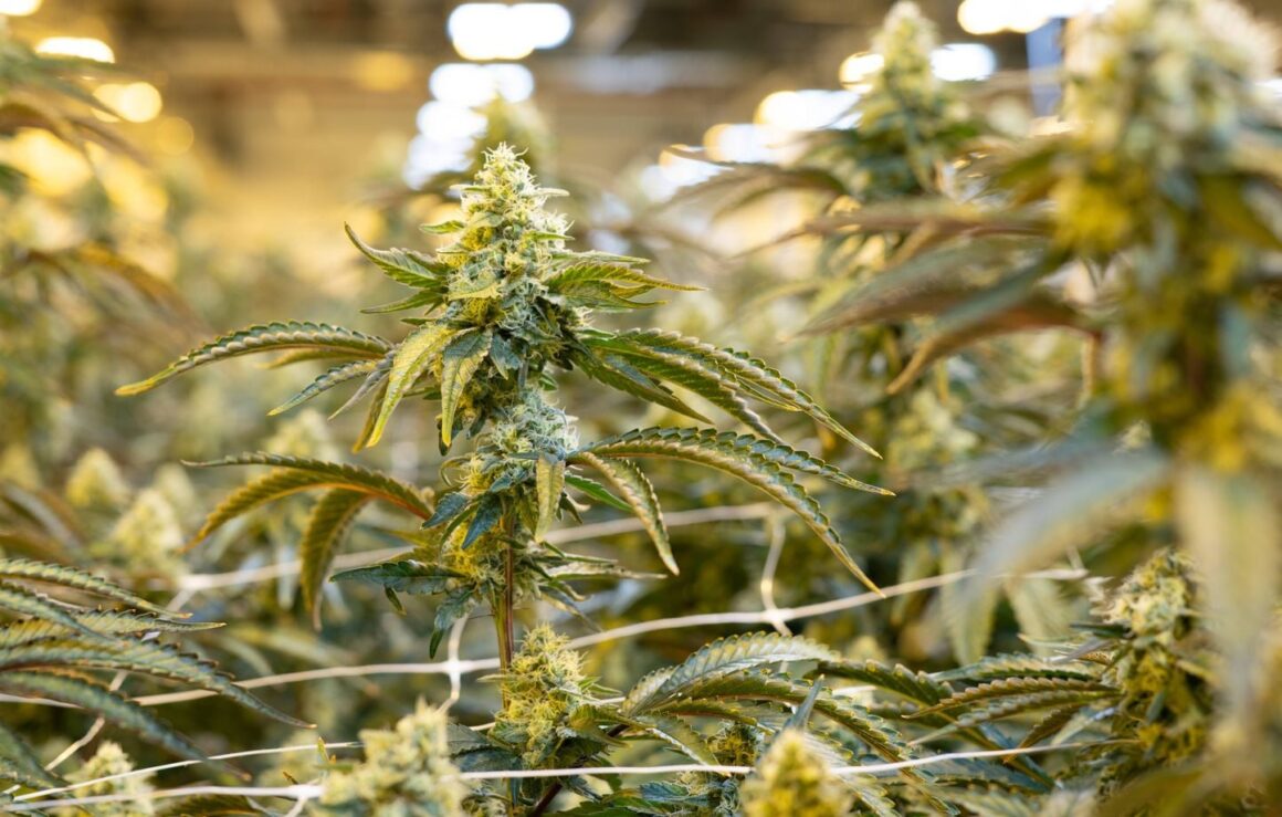 ingestion cannabis bébé