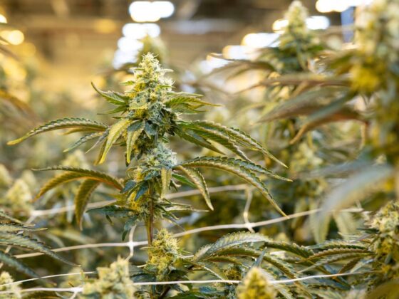 ingestion cannabis bébé