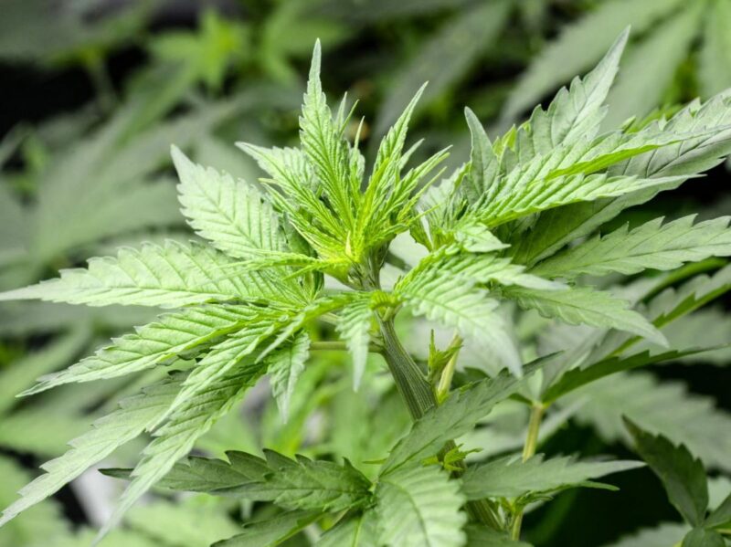 cannabis et troubles mentaux