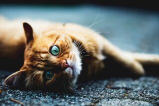 Mutuelle sante animal : offrez à votre animal la protection qu'il mérite. Découvrez nos conseils pour bien choisir et garantir sa santé. Agissez maintenant !