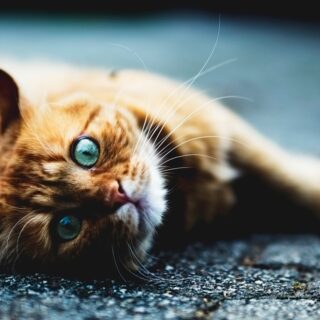 Mutuelle sante animal : offrez à votre animal la protection qu'il mérite. Découvrez nos conseils pour bien choisir et garantir sa santé. Agissez maintenant !