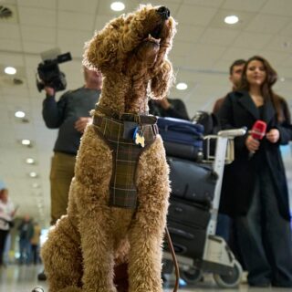 rapatriement animaux Abu Dhabi