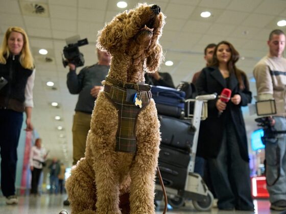 rapatriement animaux Abu Dhabi