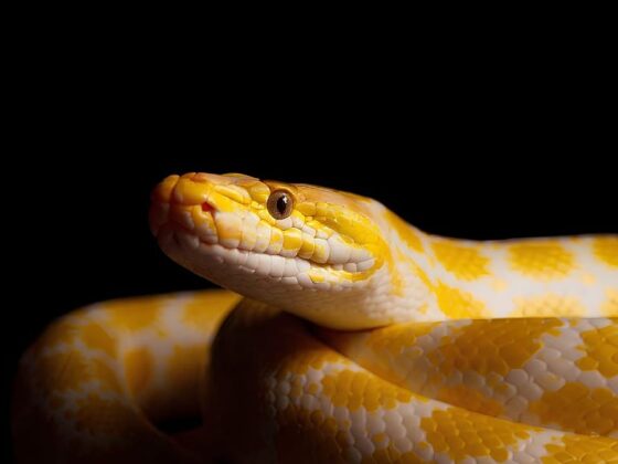 sang de python amaigrissement