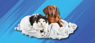 Animaux santé mutuelle : offrez à vos compagnons à quatre pattes la protection qu'ils méritent. Découvrez nos solutions adaptées et faites le bon choix aujourd'hui.