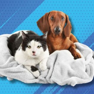 Animaux santé mutuelle : offrez à vos compagnons à quatre pattes la protection qu'ils méritent. Découvrez nos solutions adaptées et faites le bon choix aujourd'hui.