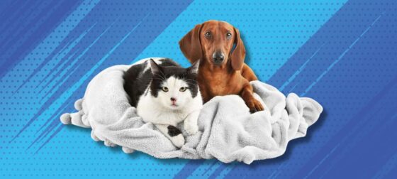 Animaux santé mutuelle : offrez à vos compagnons à quatre pattes la protection qu'ils méritent. Découvrez nos solutions adaptées et faites le bon choix aujourd'hui.
