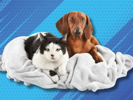 Animaux santé mutuelle : offrez à vos compagnons à quatre pattes la protection qu'ils méritent. Découvrez nos solutions adaptées et faites le bon choix aujourd'hui.