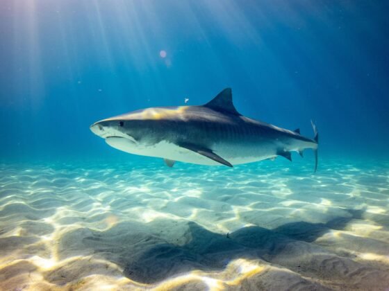 Nez de requin