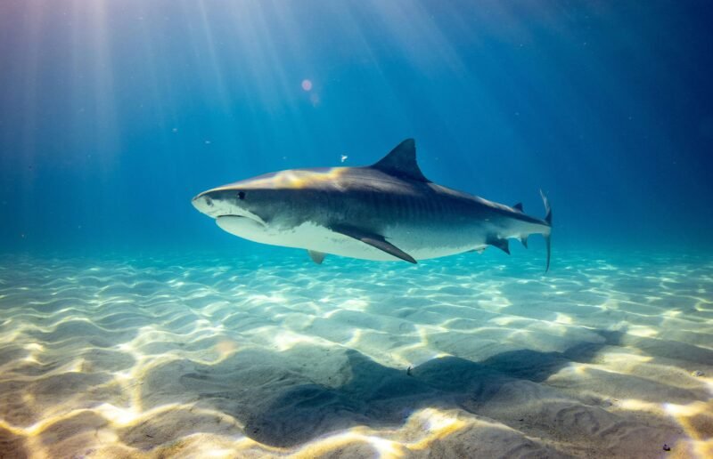 Nez de requin