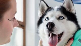 Assurance animal de compagnie 2026 : découvrez les garanties, options et tarifs pour bien protéger votre compagnon. Analyse et conseils pratiques.