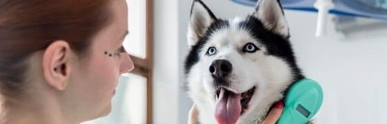 Assurance animal de compagnie 2026 : découvrez les garanties, options et tarifs pour bien protéger votre compagnon. Analyse et conseils pratiques.