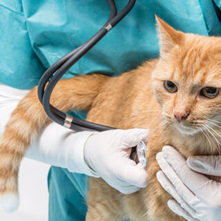 Le coût moyen de l’assurance chat pas cher baisse de 5 % en 2026, offrant aux propriétaires français une meilleure protection à moindre coût. Analyse détaillée.