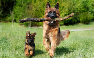 Assurance chien categorie 2 en 2026 : tarifs, garanties essentielles et conditions spécifiques expliqués pour bien protéger votre animal. Le guide complet.