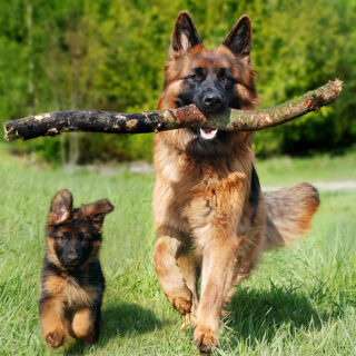 Assurance chien categorie 2 en 2026 : tarifs, garanties essentielles et conditions spécifiques expliqués pour bien protéger votre animal. Le guide complet.