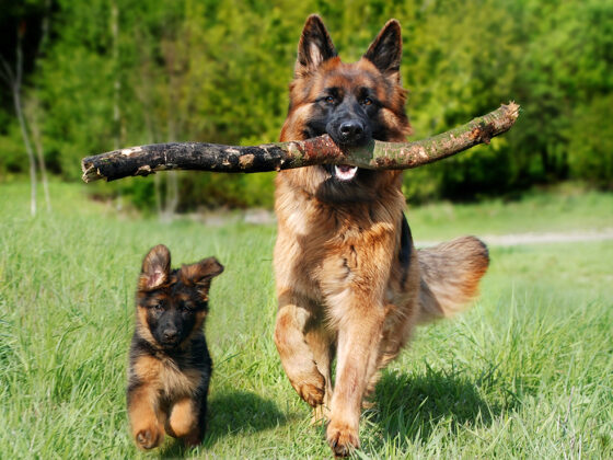 Assurance chien categorie 2 en 2026 : tarifs, garanties essentielles et conditions spécifiques expliqués pour bien protéger votre animal. Le guide complet.