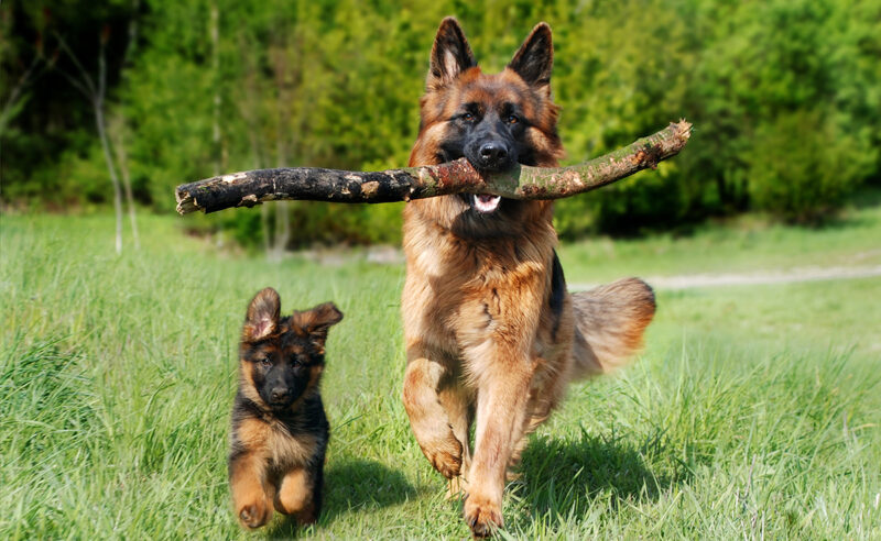 Assurance chien categorie 2 en 2026 : tarifs, garanties essentielles et conditions spécifiques expliqués pour bien protéger votre animal. Le guide complet.