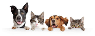 La nouvelle offre Auchan 2026 pour l’assurance chiens et chats propose des garanties adaptées et des services innovants. Analyse et conseils pratiques.