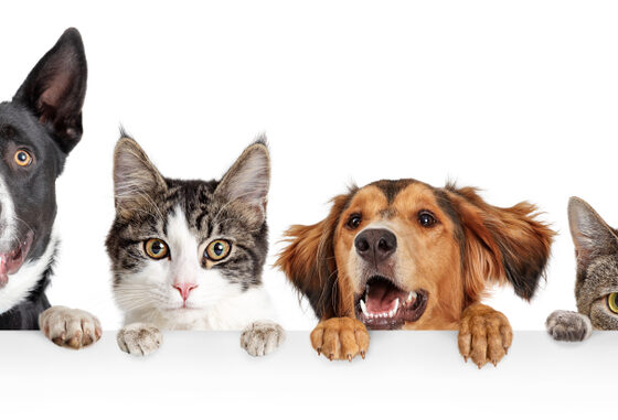 La nouvelle offre Auchan 2026 pour l’assurance chiens et chats propose des garanties adaptées et des services innovants. Analyse et conseils pratiques.